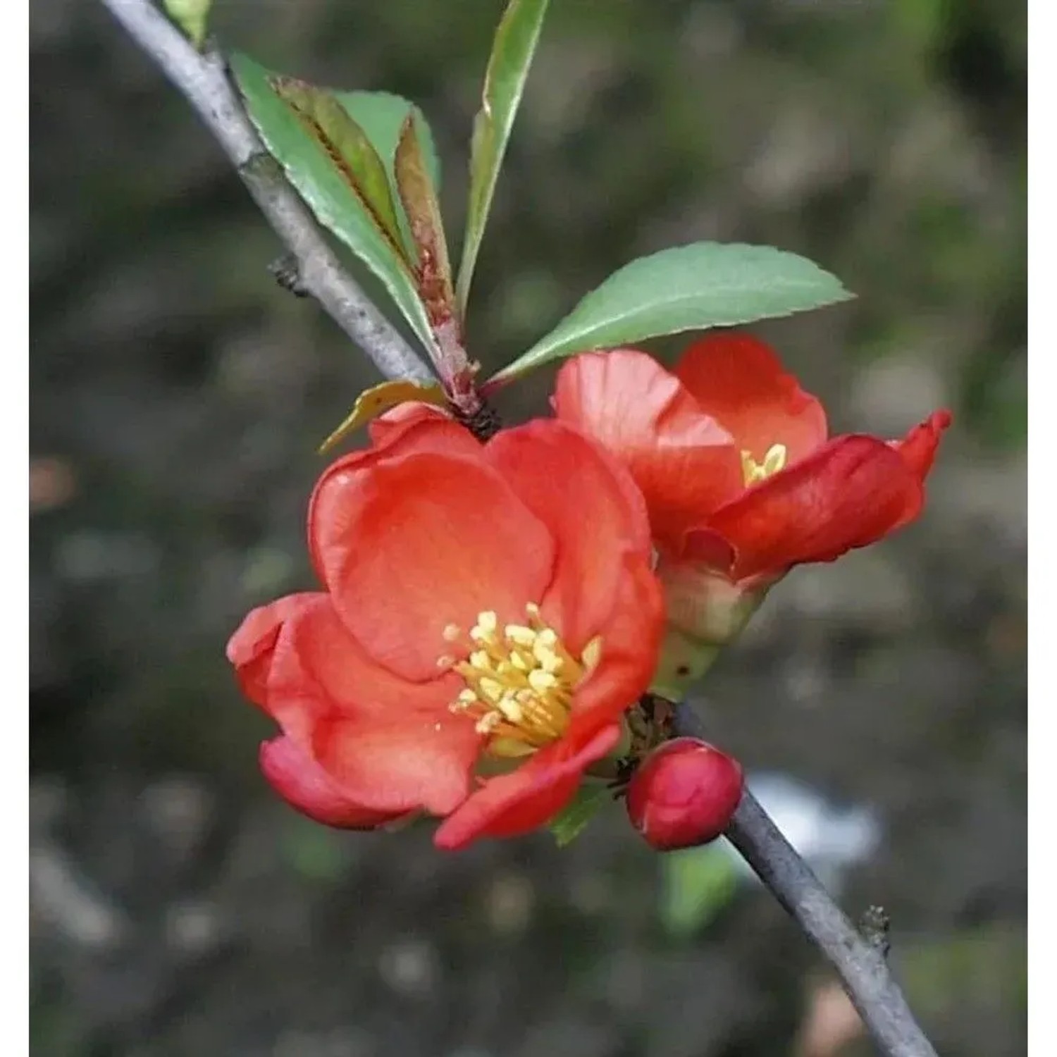 Hochstamm Zierquitte Cido 80-100cm - Chaenomeles