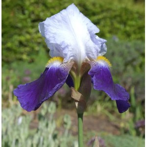 Schwertlilie Cloverdale - Iris barbata