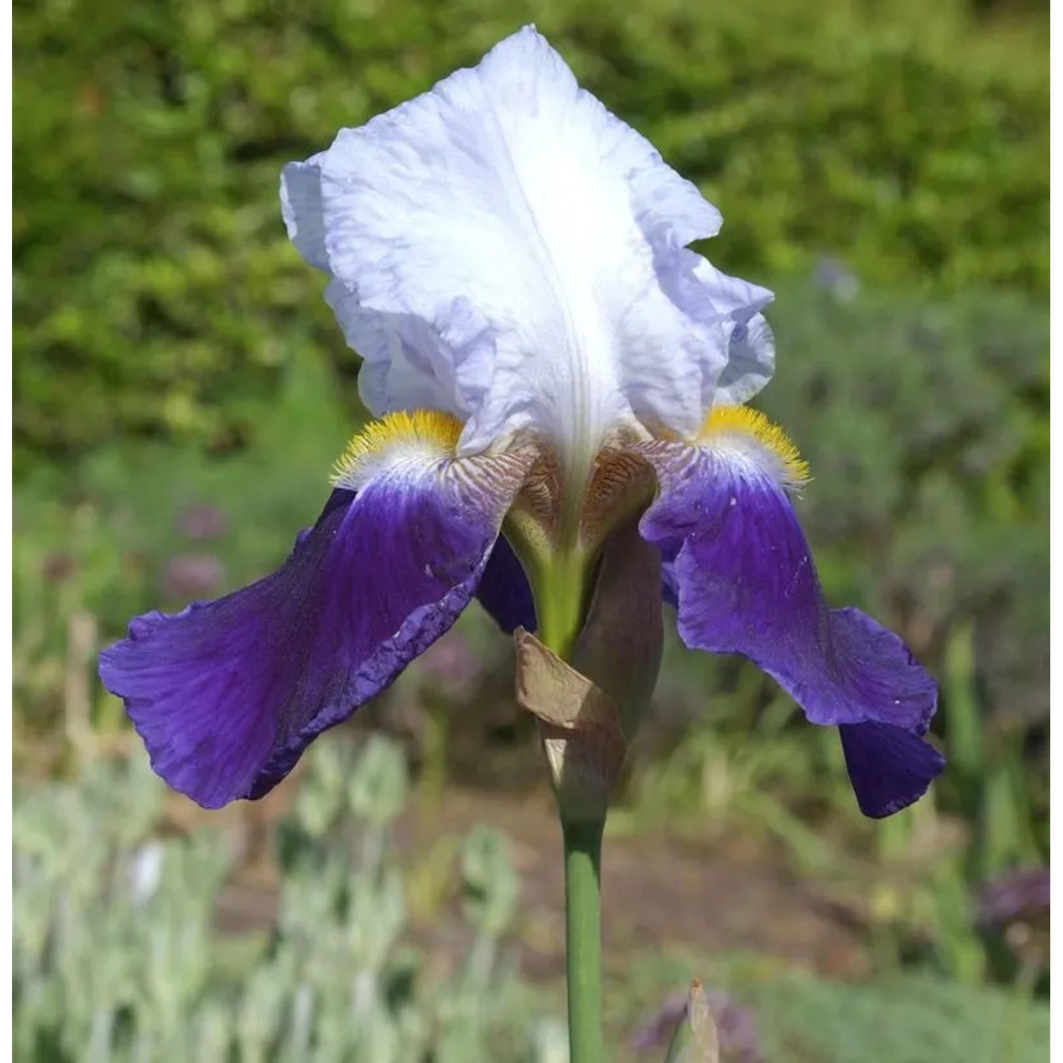 Schwertlilie Cloverdale - Iris barbata