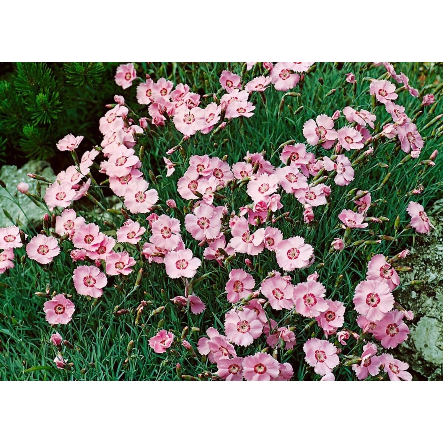 Dianthus Gratianopolitanus Nordstjernen Pfingstnelke Ca. 9x9 cm Topf günstig online kaufen