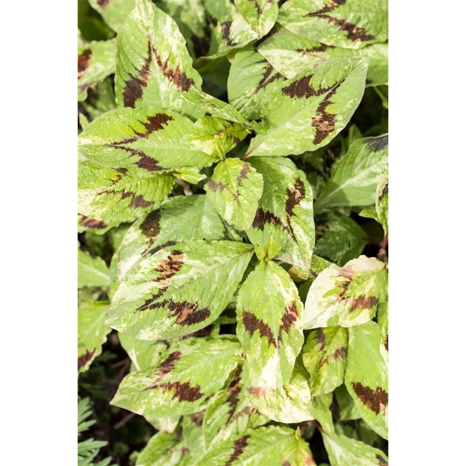 Persicaria Filiformis Schlangenknöterich Ca. 11x11 cm Topf günstig online kaufen
