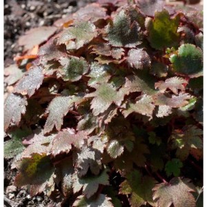 Steinbrech Black Ruby Staude mit rötlich-grünen Blättern im Beet.