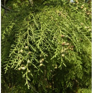 Detailaufnahme der Hänge-Scheinzypresse Intertexta (Chamaecyparis obtusa) mit grünen Zweigen und Zapfen.