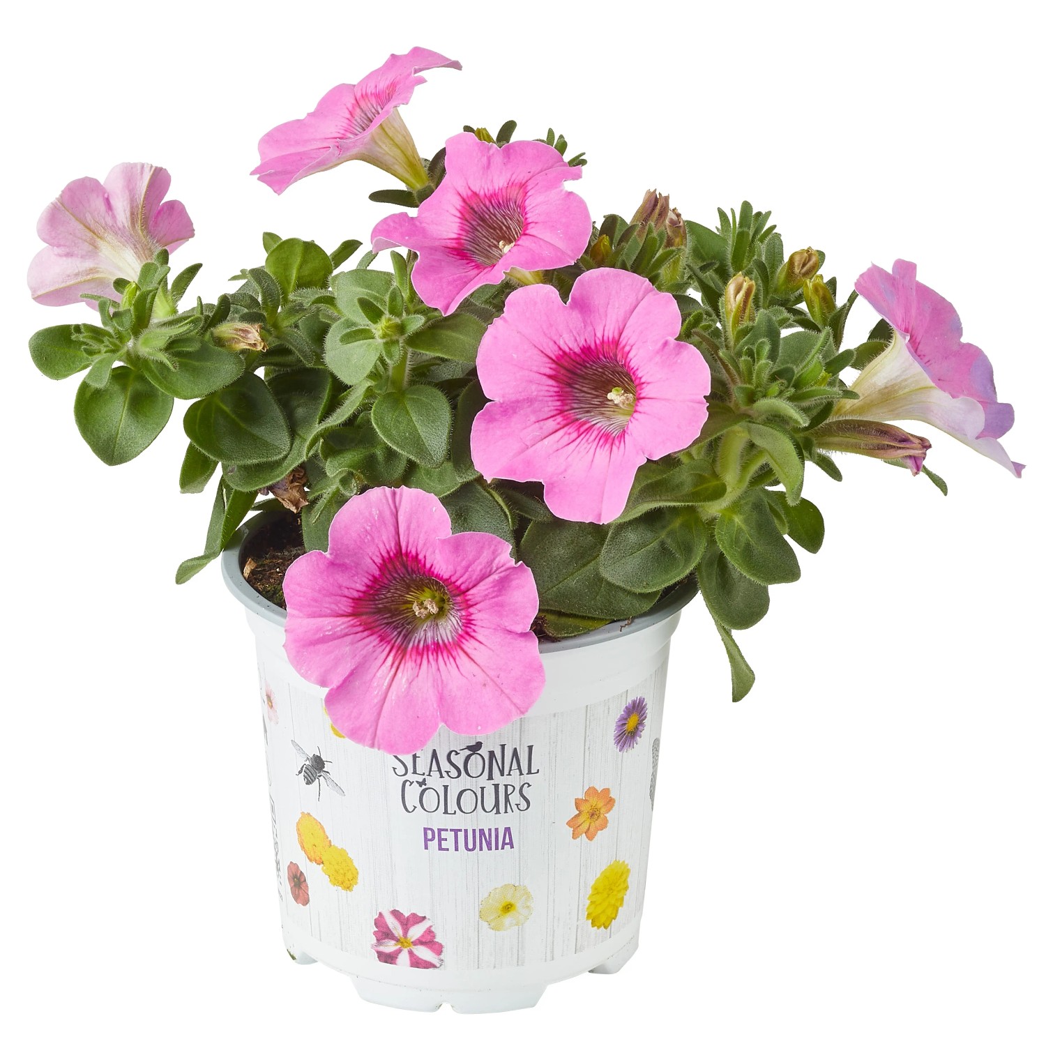 Petunias. Cuidados De Esta Planta En El Jardín O En Maceta - Foto 3