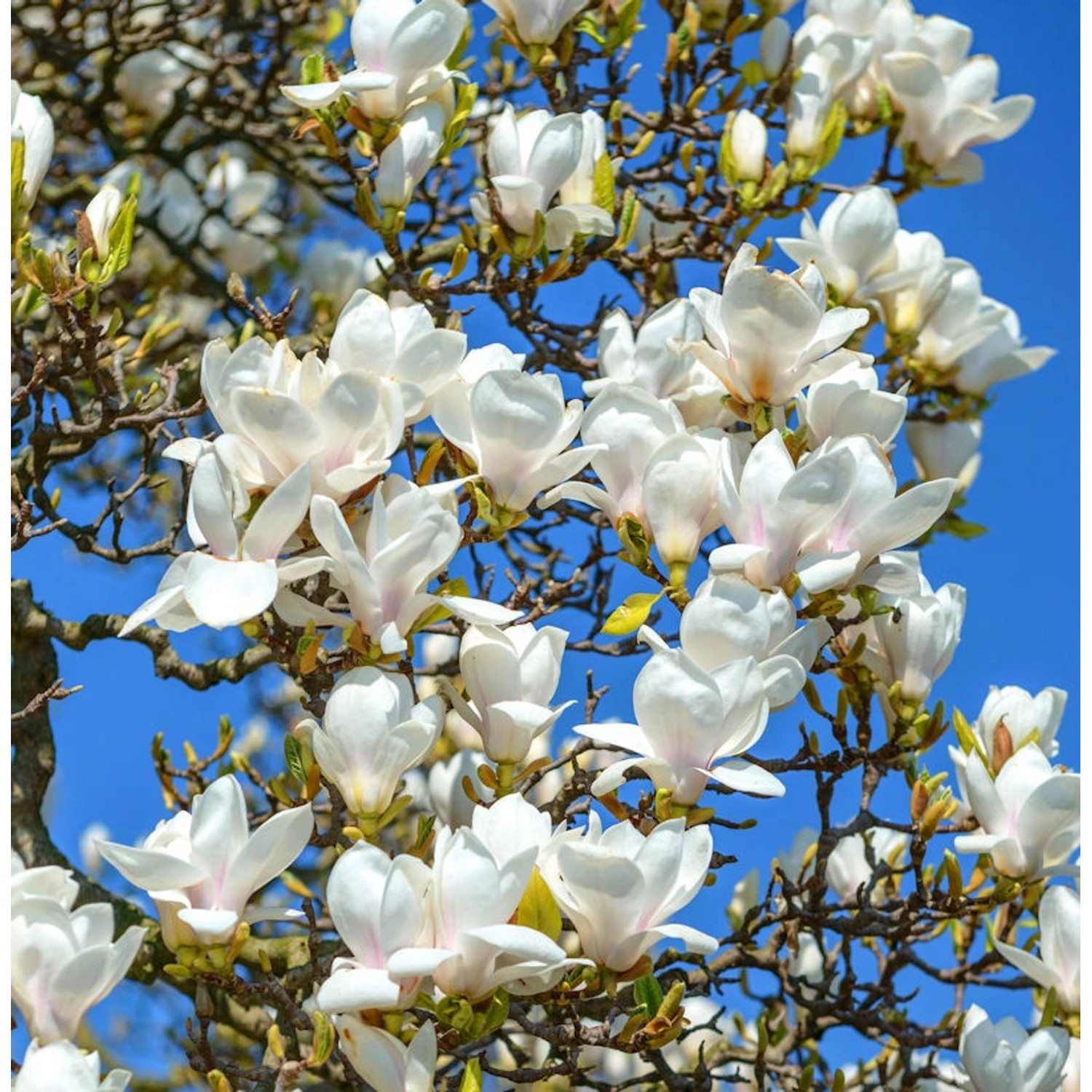 Magnolie Sybille 60-80cm - Magnolia günstig online kaufen