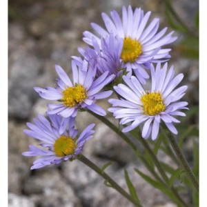 Sommeraster Danzig (Aster alpinus) mit lila Blütenblättern und gelber Mitte.