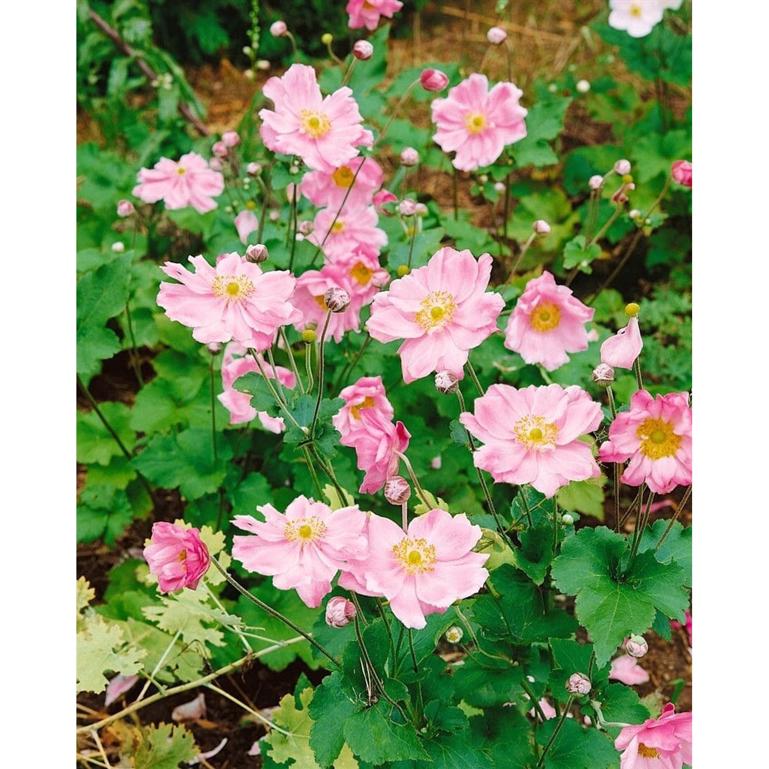 Anemone Japonica Rosenschale Herbstanemone Ca. 9x9 cm Topf günstig online kaufen