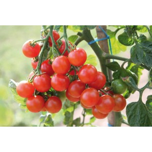 Grow by OBI Cherrytomate mit vielen roten, reifen Früchten am Strauch.