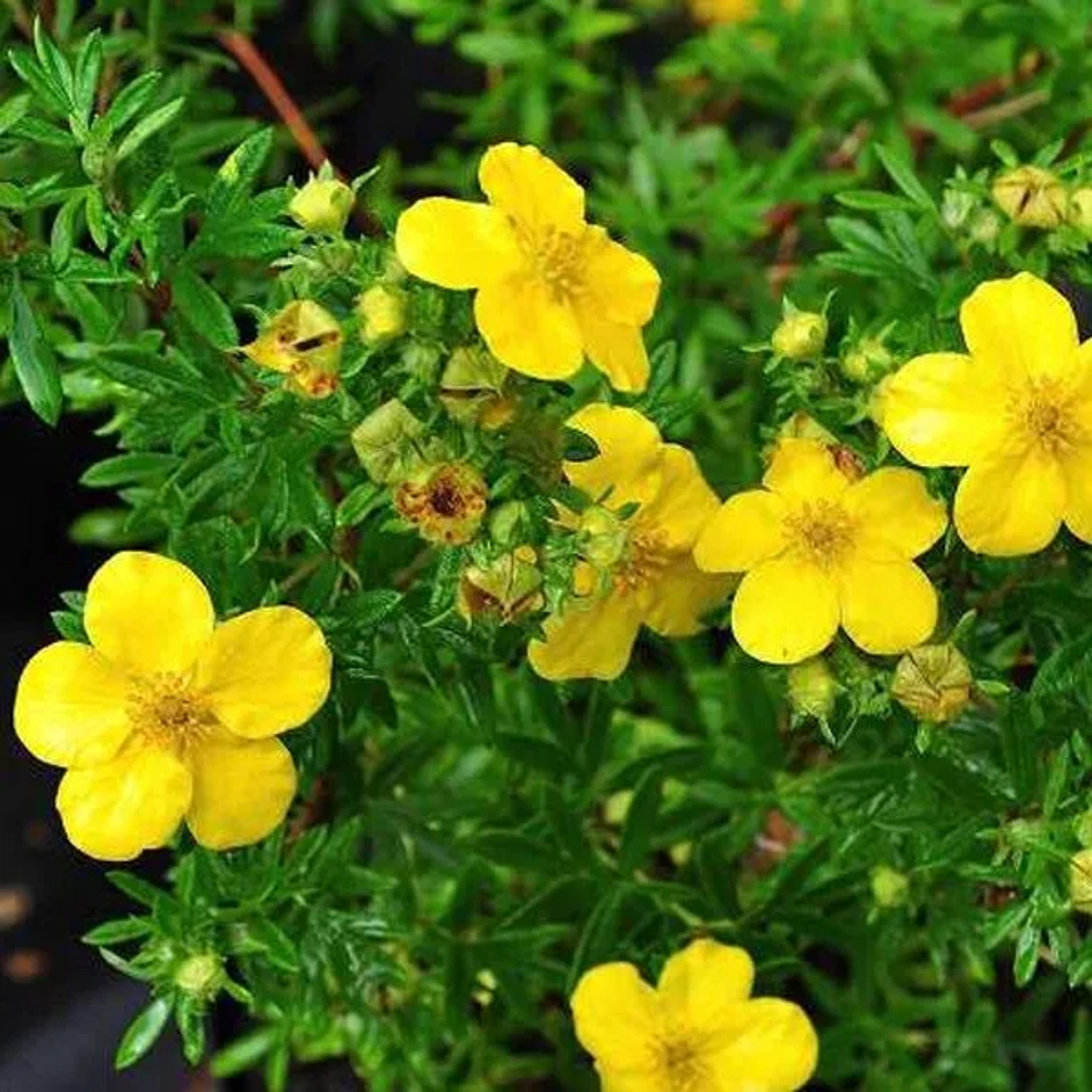 Fingerstrauch 'Goldfinger' Potentilla fruticosa 20 bis 25 cm im Container Kompakt Wachsend