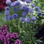 Blühendes, blaues Sandglöckchen (Jasione) im Topf, eine attraktive Staude für sonnige Standorte.