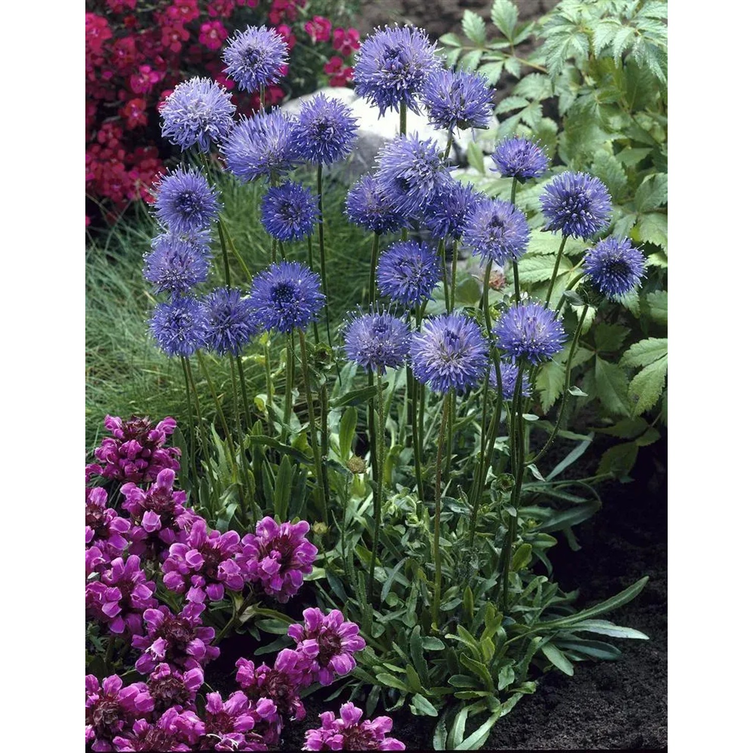 Blühendes, blaues Sandglöckchen (Jasione) im Topf, eine attraktive Staude für sonnige Standorte.