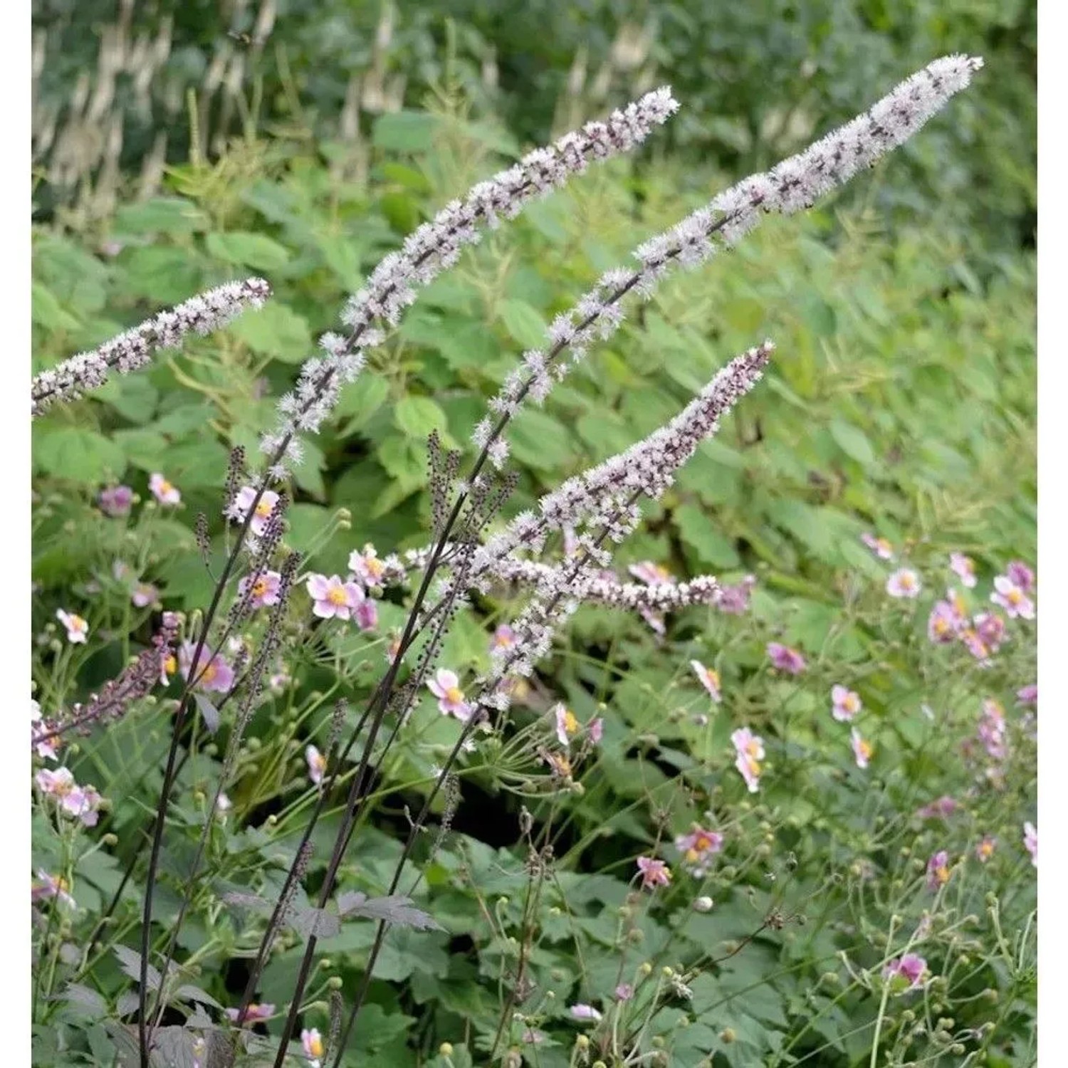 Silberkerze Brunette -Actaea simplex