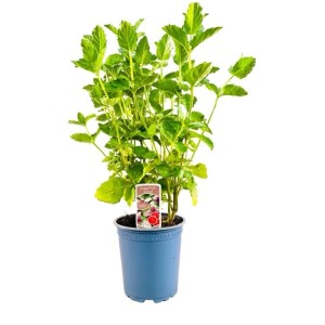 Grapefruitminze (Mentha spicata) im Topf, grüne Blätter. Duftende Minze für Beet und Kübel.