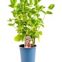Grapefruitminze (Mentha spicata) im Topf, grüne Blätter. Duftende Minze für Beet und Kübel.