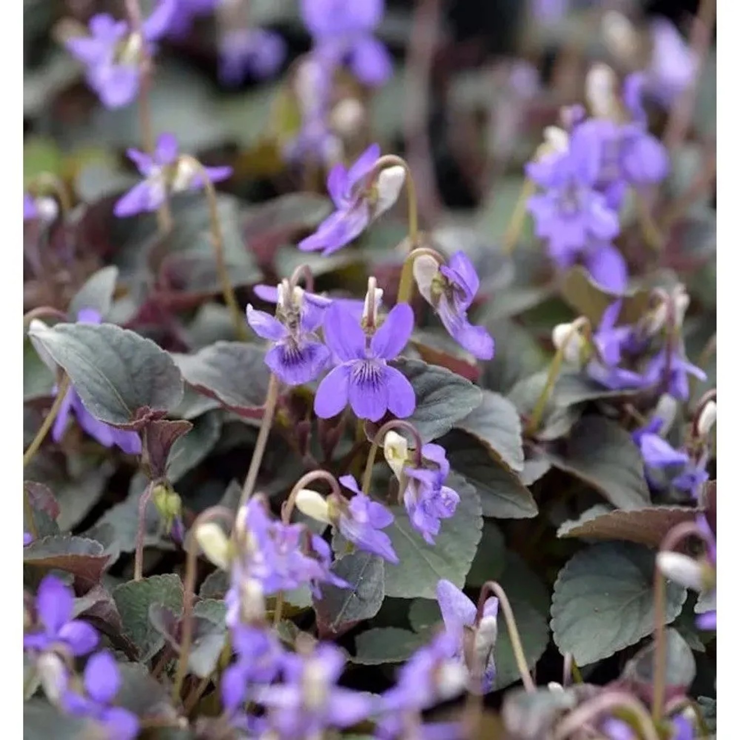 Grönland Veilchen - Viola,abradorica