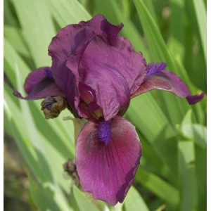 Nahaufnahme einer dunkelroten Zwergschwertlilie (Iris barbata nana) im Garten.
