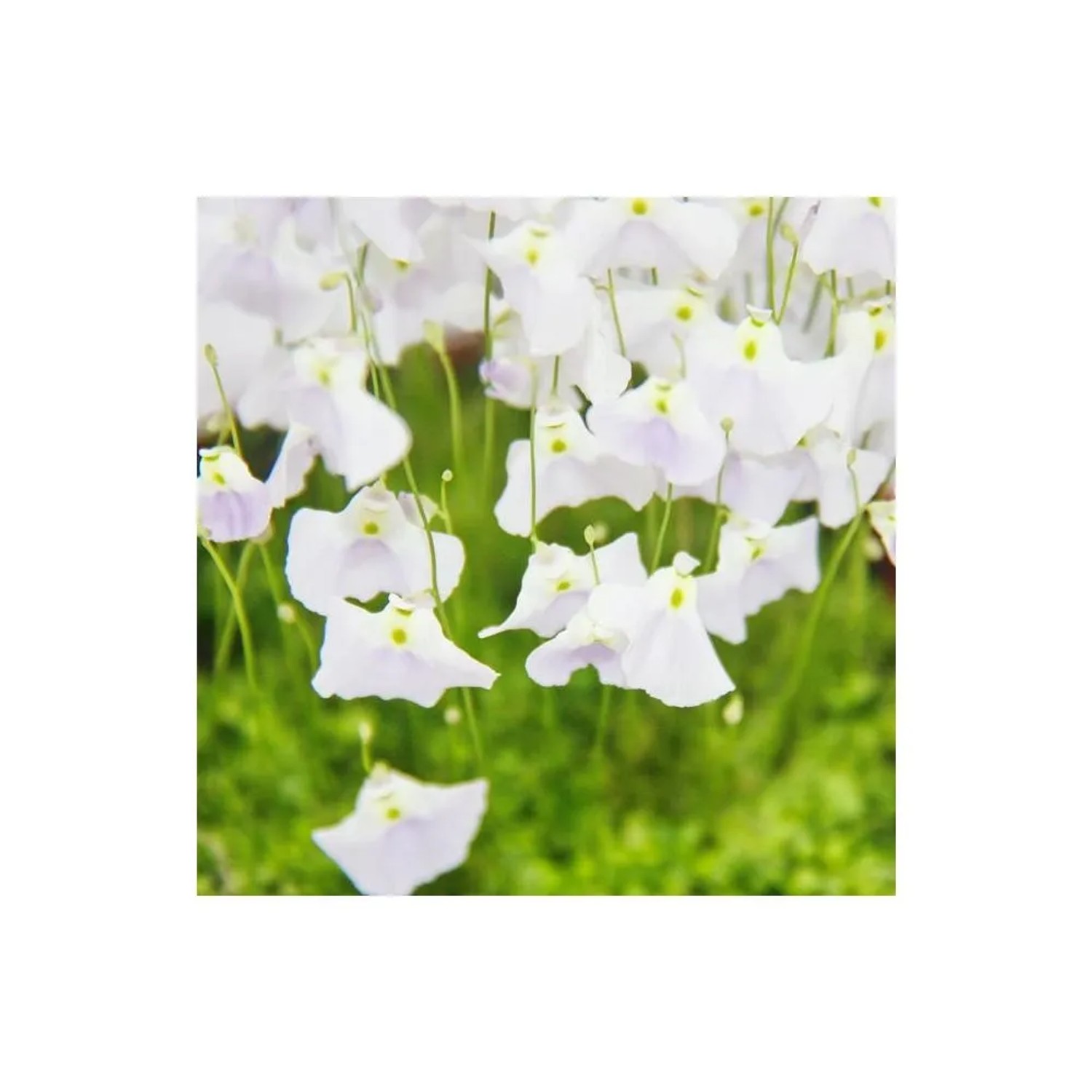 Nahaufnahme der weißen Blüten des Wasserschlauchs (Utricularia livida), einer fleischfressenden Pflanze.