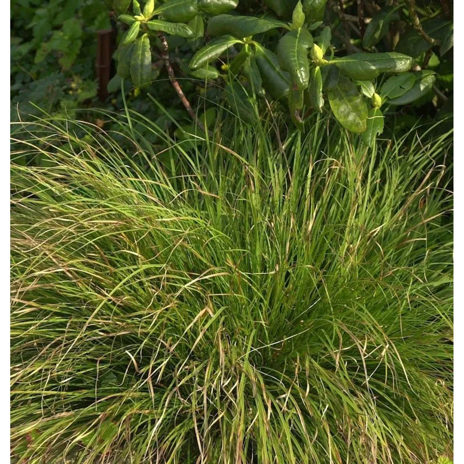 Segge - Carex comans