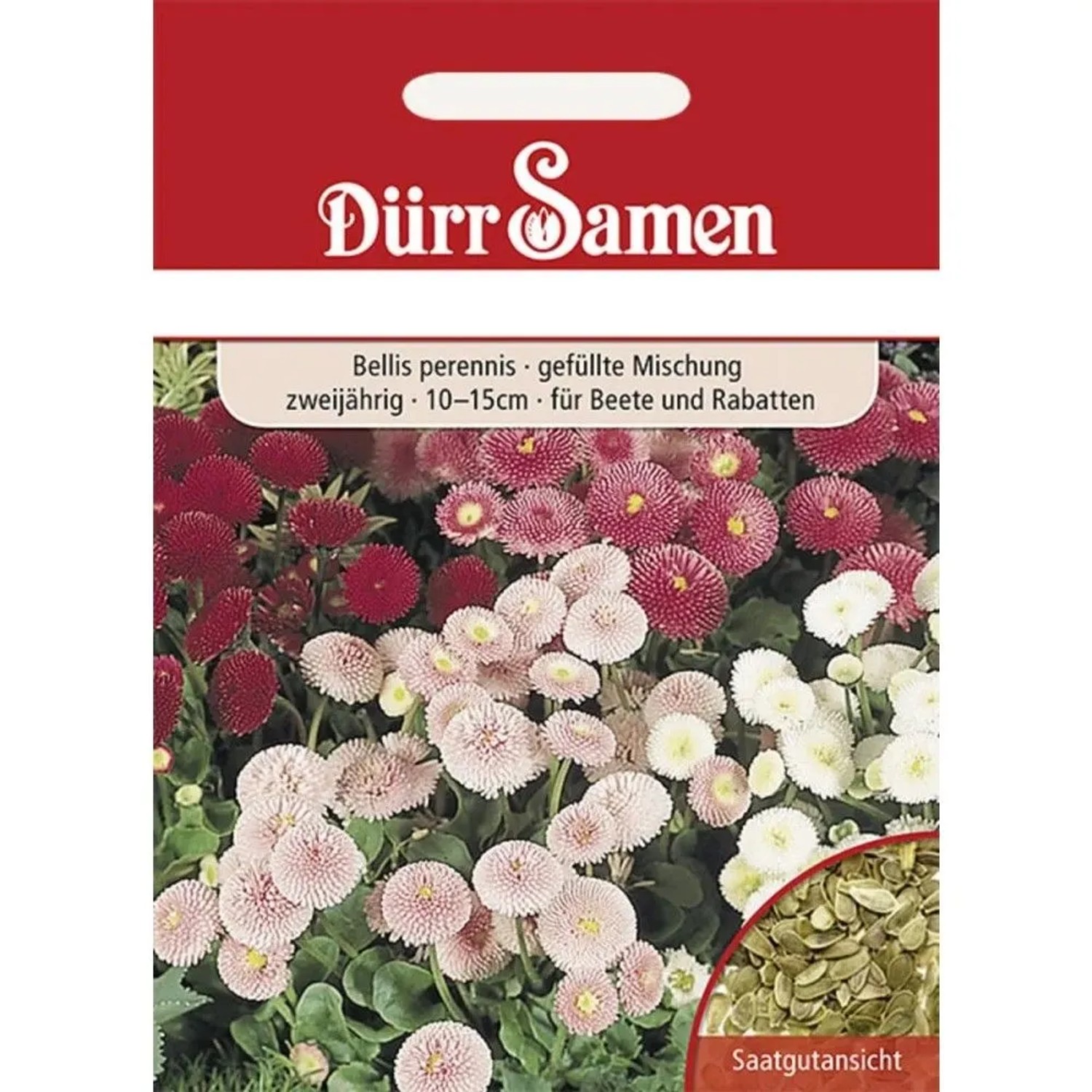 Dürr Samen Gänseblümchen Gefüllte Mischung Zweijährig Saatgut