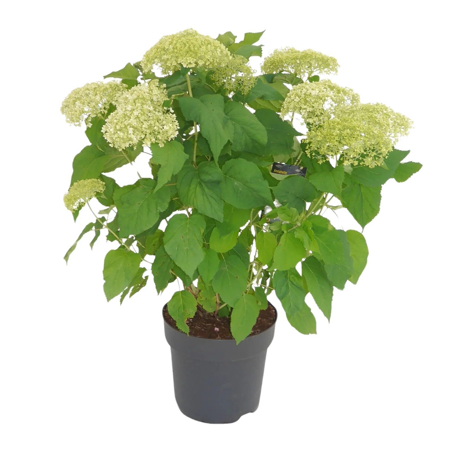 GROW by OBI Ballhortensie Annabelle Weiß Höhe 40 - 60 cm Hydrangea arborescens