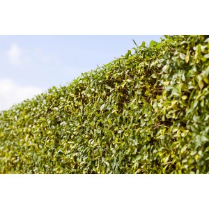 Dichte, grüne Hecke aus GROW by OBI Liguster Atrovirens mit kleinen Blättern vor blauem Himmel.