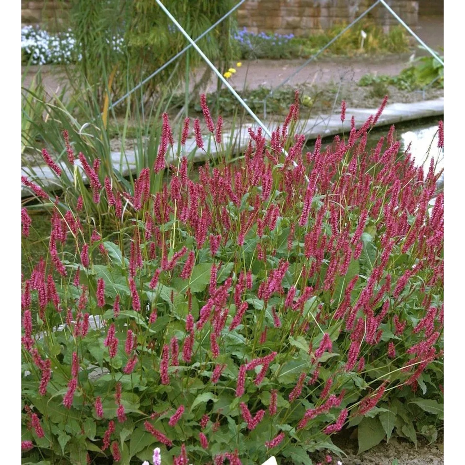 Kerzenknöterich Atropurpureum - Persicaria amplexicaulis