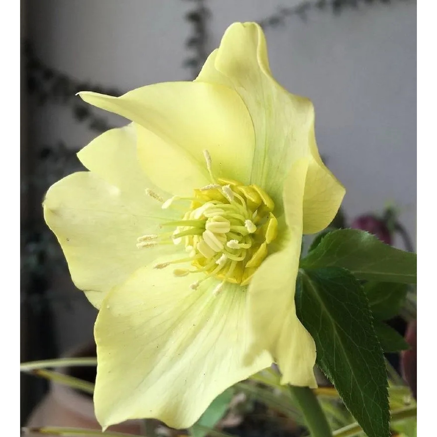 Christrose Yellow Lady - Helleborus orientalis