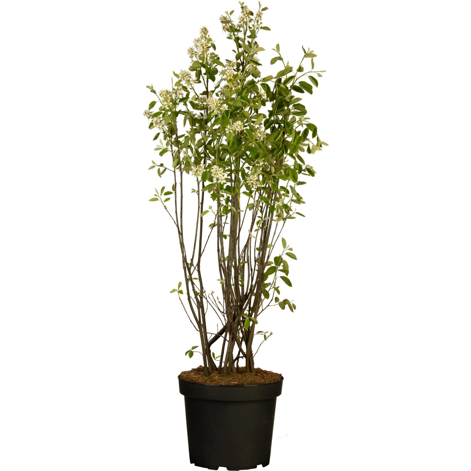 Kupfer-Felsenbirne Höhe ca. 40 - 60 cm Topf ca. 4,6 l Amelanchier lamarckii günstig online kaufen