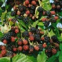 Nahaufnahme der dornenlosen Brombeere 'Black Satin' mit reifen und unreifen Früchten an einem Strauch.