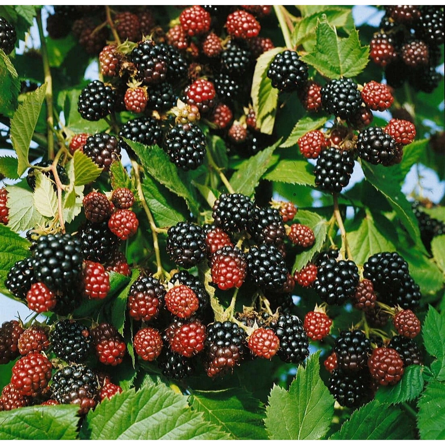 Rubus Fruticosus Black Satin Brombeere Dornenlos 40–60 Cm günstig online kaufen