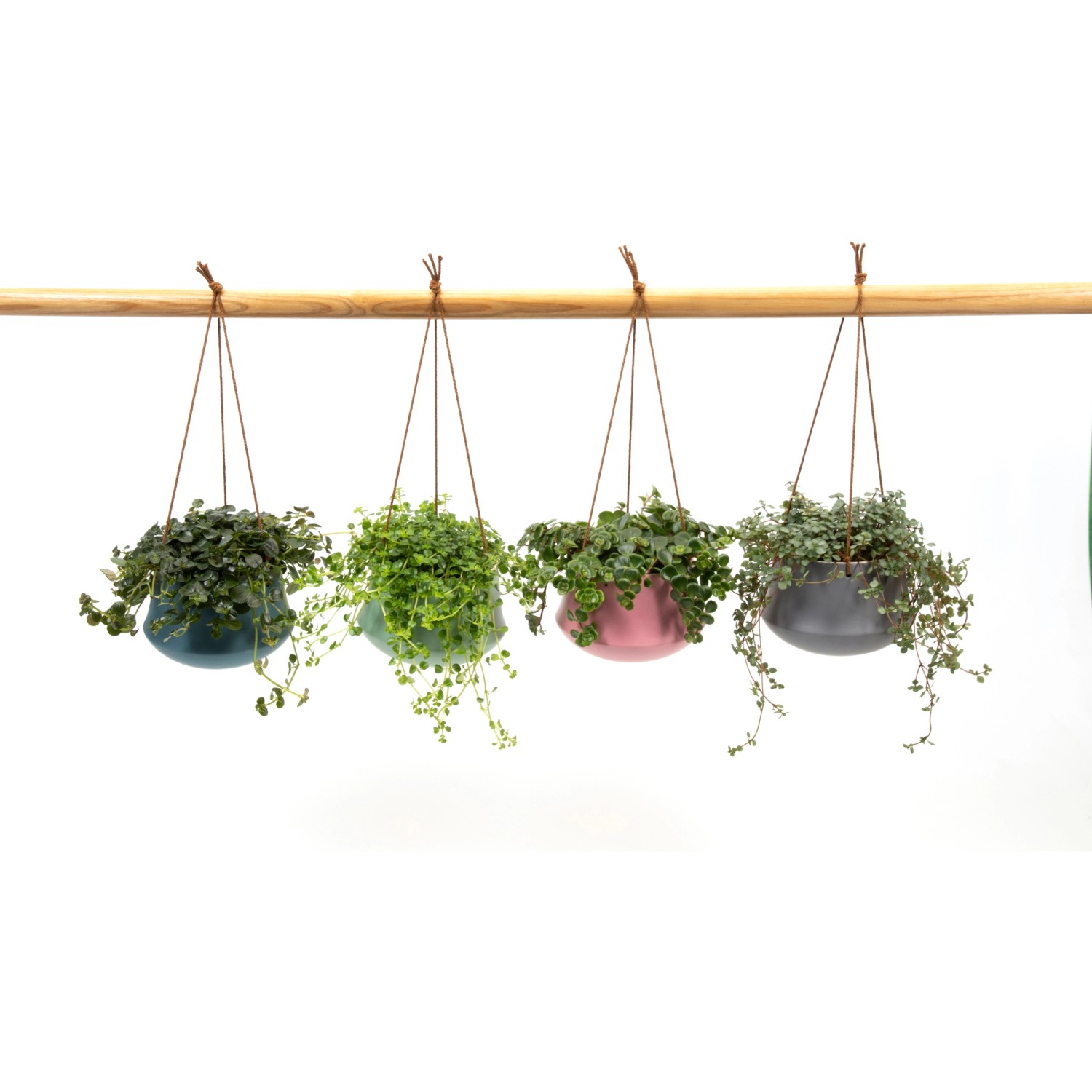 Pilea kaufen bei OBI