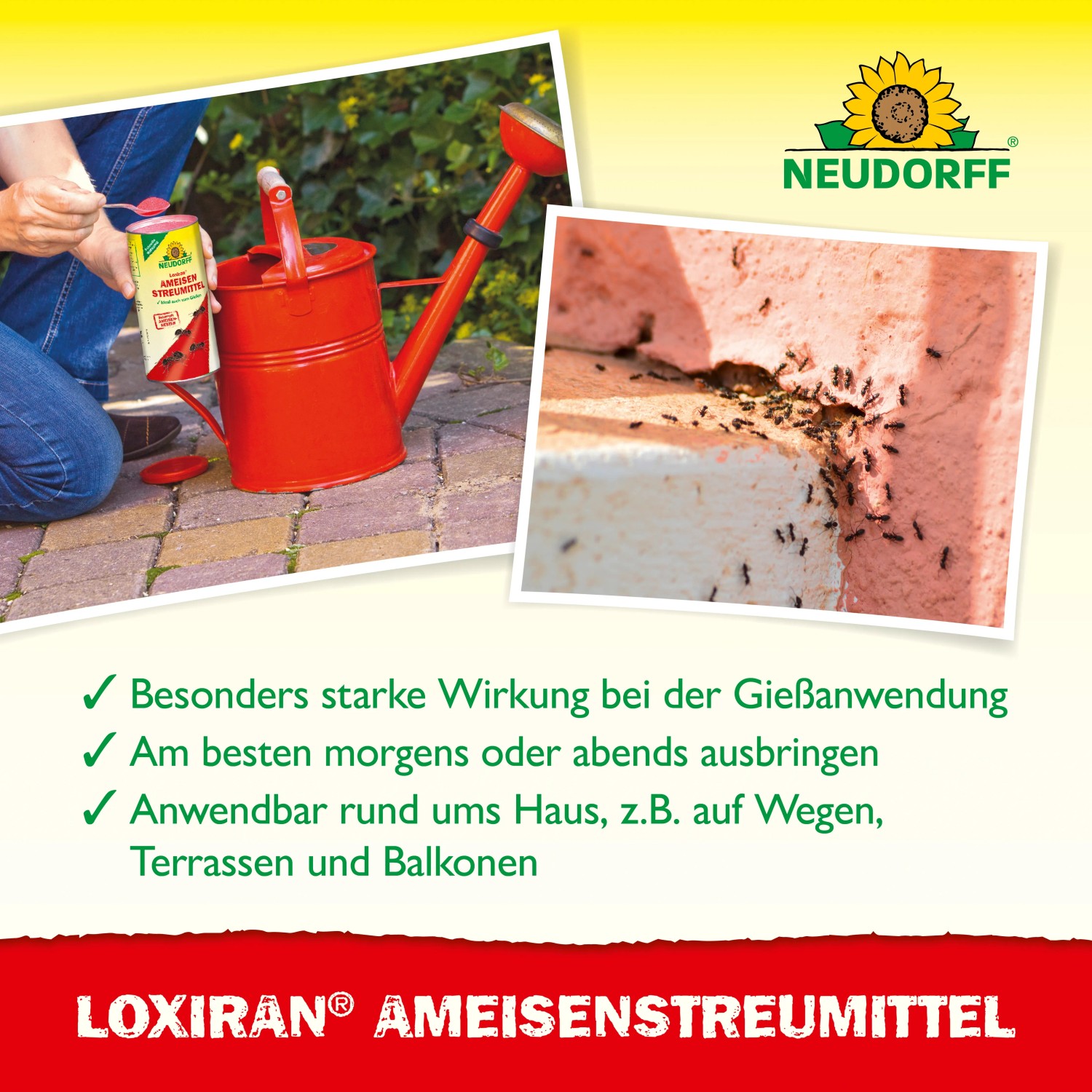 Neudorff Loxiran Ameisenmittel: Dose, Gießkanne und Ameisenbefall im Mauerwerk.