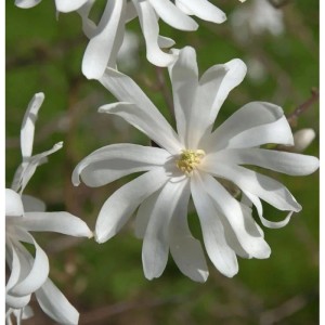 Nahaufnahme einer blühenden, weißen Sternmagnolie (Magnolia stellata) im Garten.