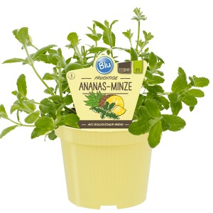 Blu Bio-Ananas-Minze im Topf, hellgrüne Blätter. Küchenkräuter für Tee und Desserts.