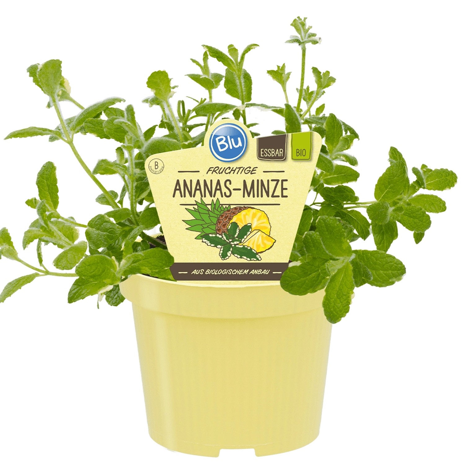 Blu Bio-Ananas-Minze Bowles Topf-Ø ca. 12 cm Mentha