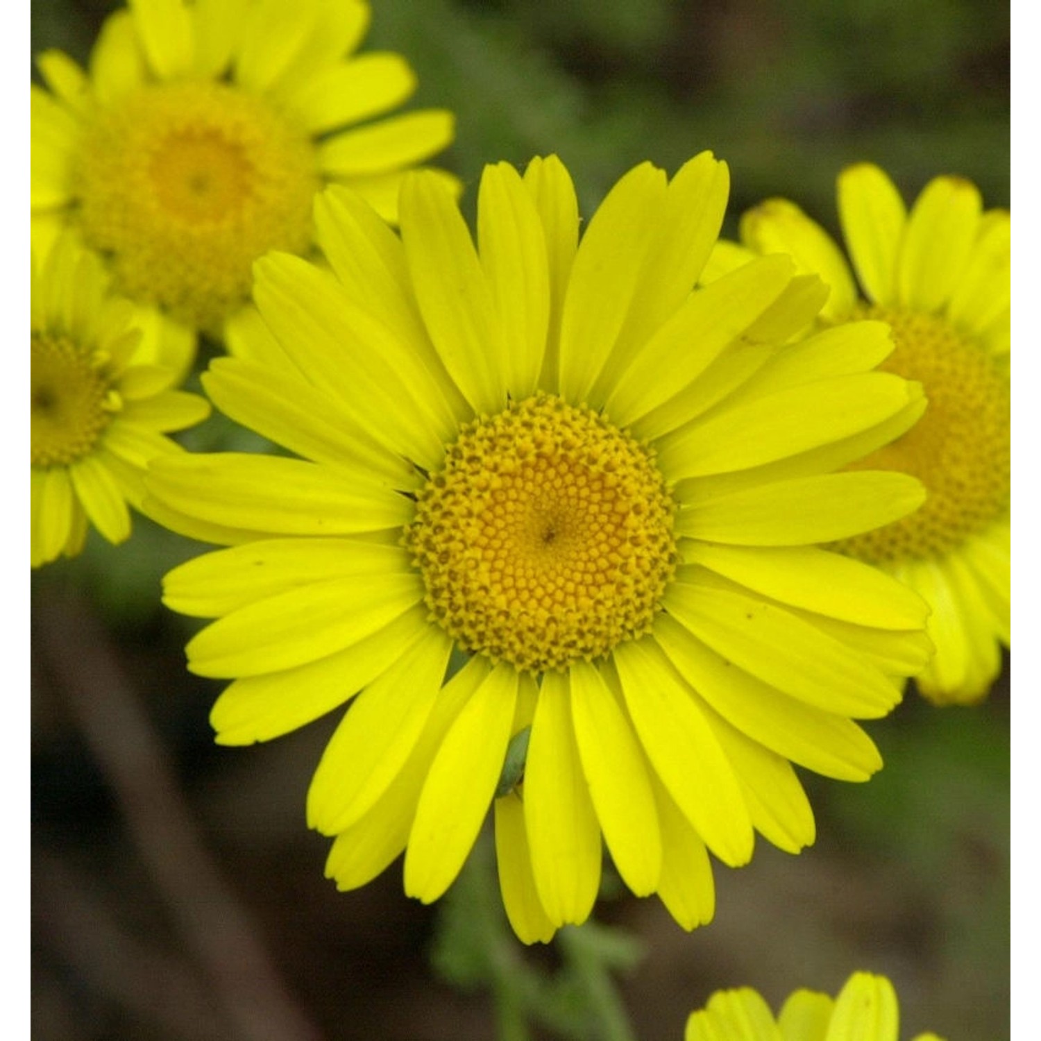 Färberkamille Kelwayi - Anthemis tinctoria günstig online kaufen