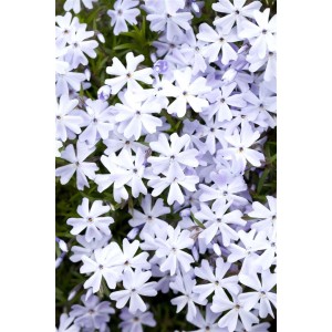 Nahaufnahme von blau blühendem Polsterphlox Emerald Cushion Blue, ideal als Bodendecker.