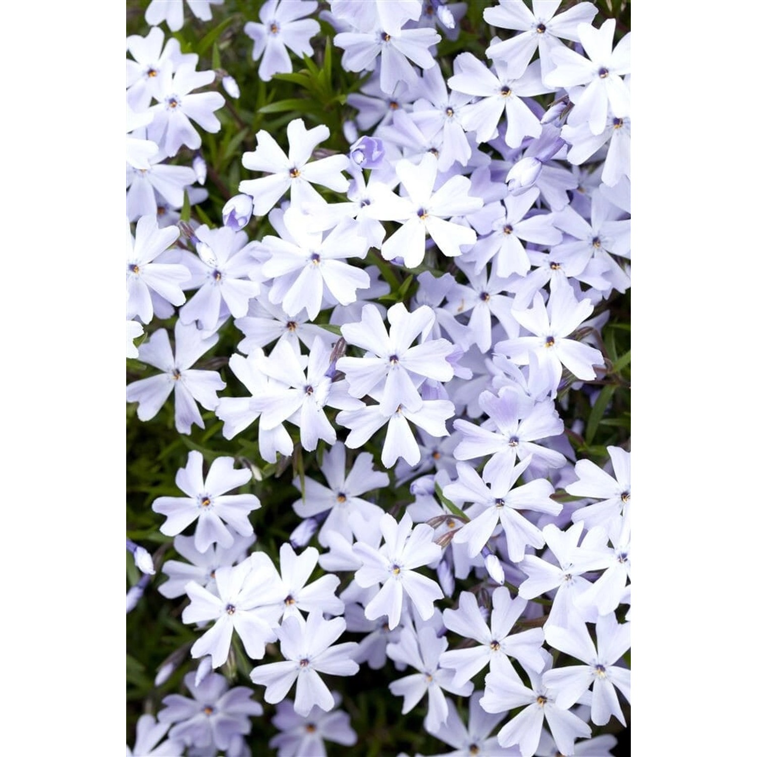 Phlox Subulata Emerald Cushion Blue Polsterphlox Blau Ca. 9x9 cm Topf günstig online kaufen