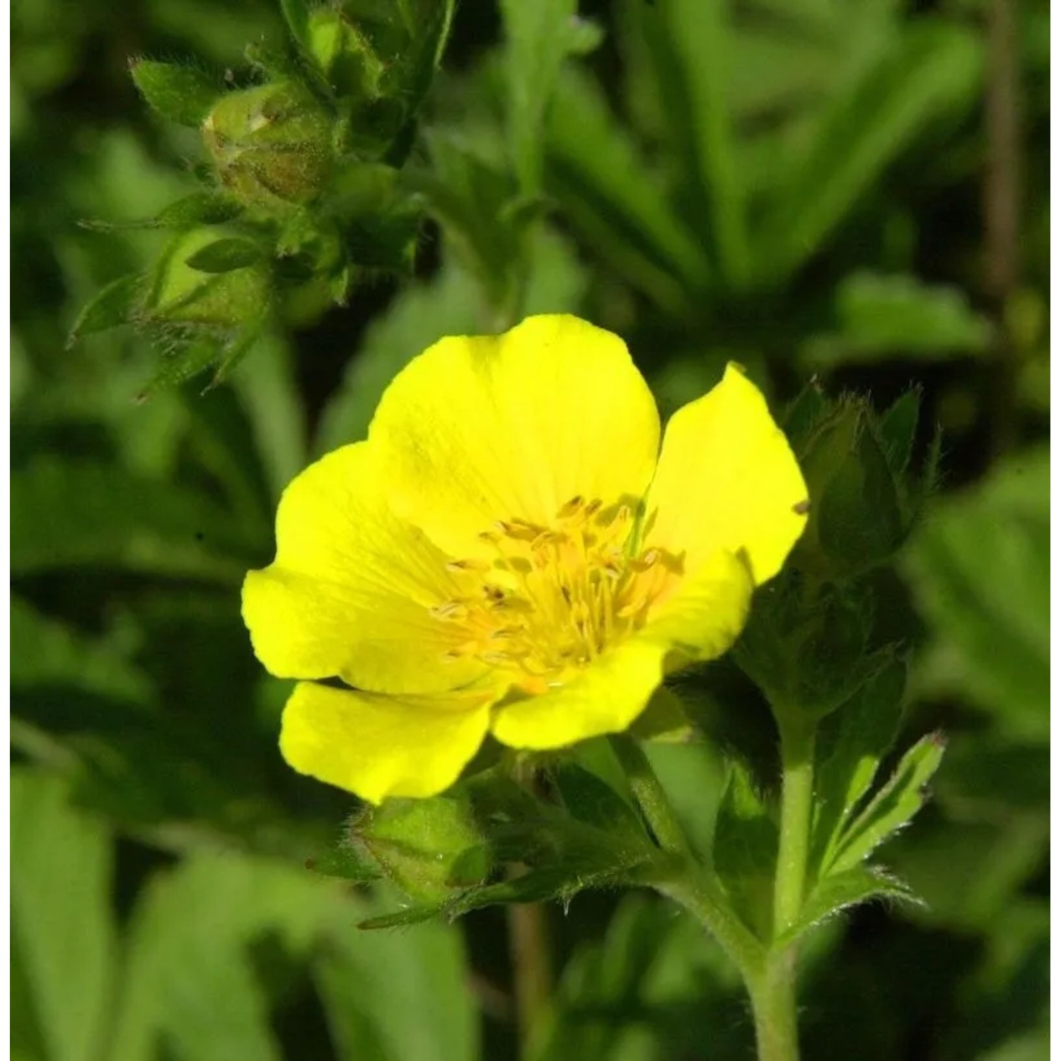 Gold Fingerkraut - Potentilla aurea