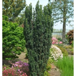 Dunkelgrüne Säuleneibe 'Pirat' (Taxus baccata) im Garten, ca. 25-30 cm hoch.