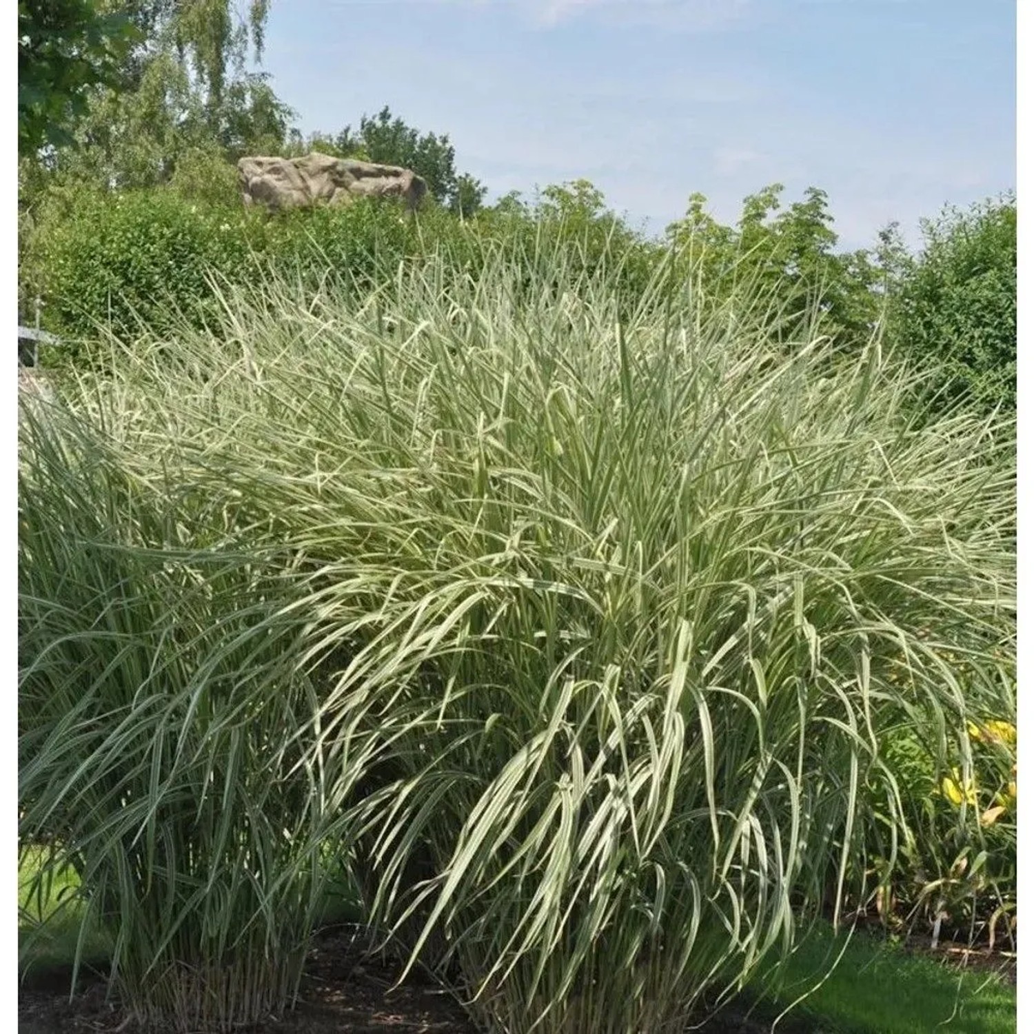 Chinaschilf Rigoletto - XXXL Topf - Miscanthus sinensis