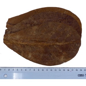 Proflora Terminalia Catappa Blätter (30 Stk.) zur Wasserwertkorrektur im Aquarium.