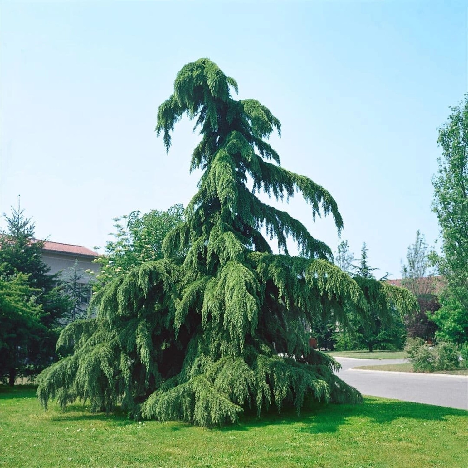 Cedrus Deodara Pendula Himalaya-Zeder Hängend 150–175 cm günstig online kaufen