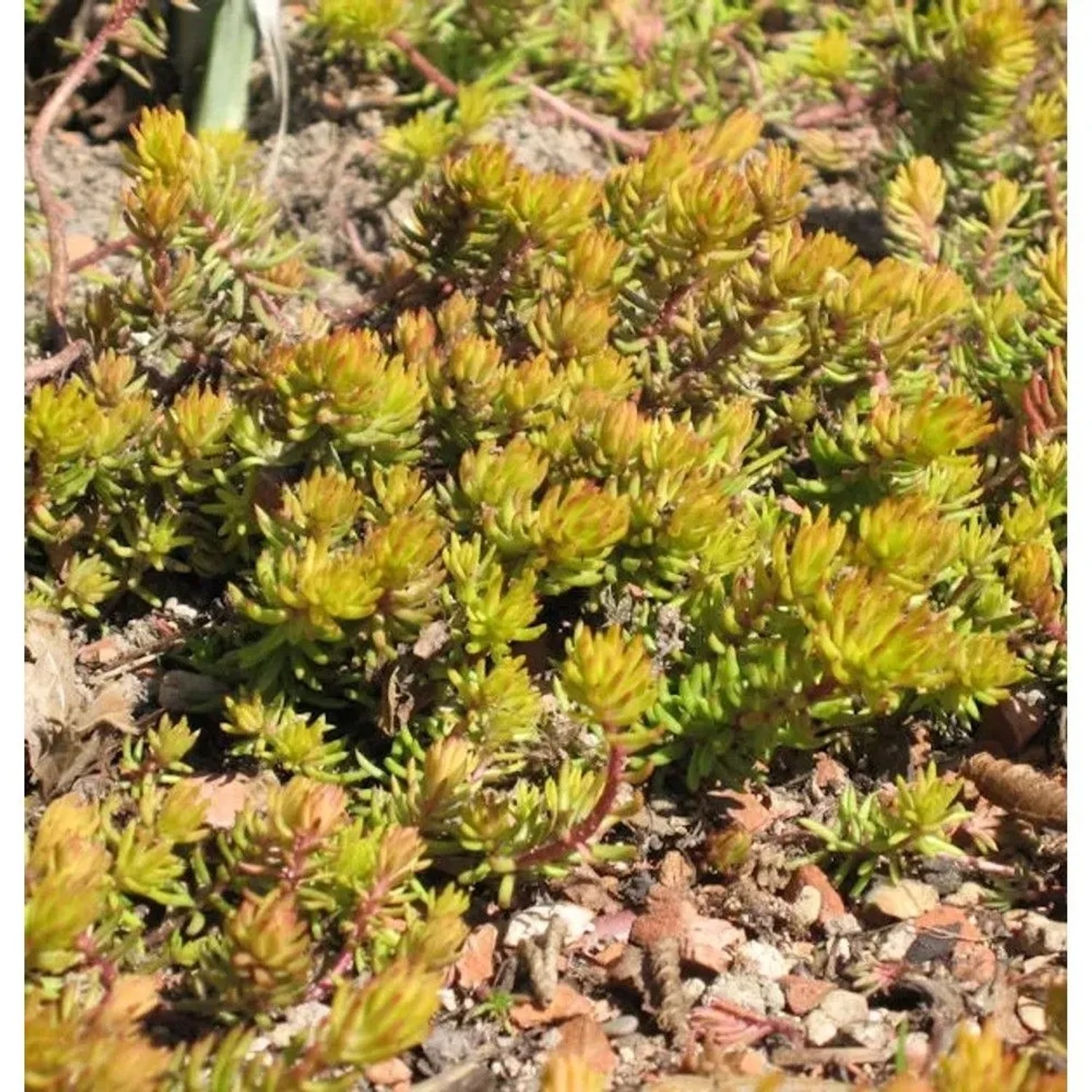 Felsen Fetthenne Angelina - Sedum reflexum Angelina
