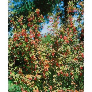 Berberitze (Berberis vulgaris) 60-80 cm mit roten Beeren, ideal als Heckenpflanze.