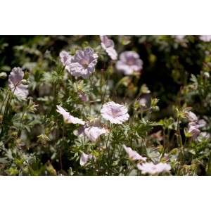 Blutstorchschnabel 'Var.striatum' im 9x9 cm Topf mit zartrosa Blüten. Stauden für sonnige Standorte.