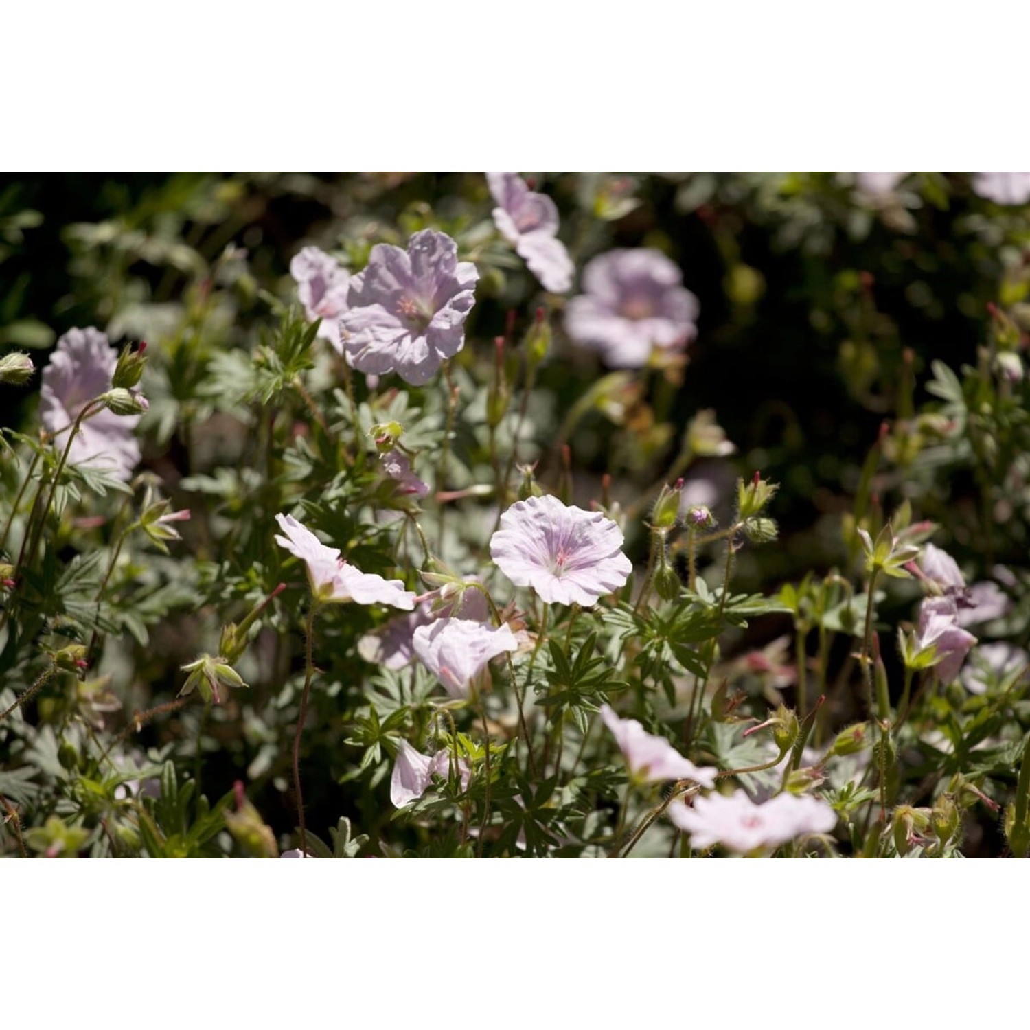 Geranium Sanguineum Var.striatum Blutstorchschnabel Ca. 9x9 cm Topf günstig online kaufen