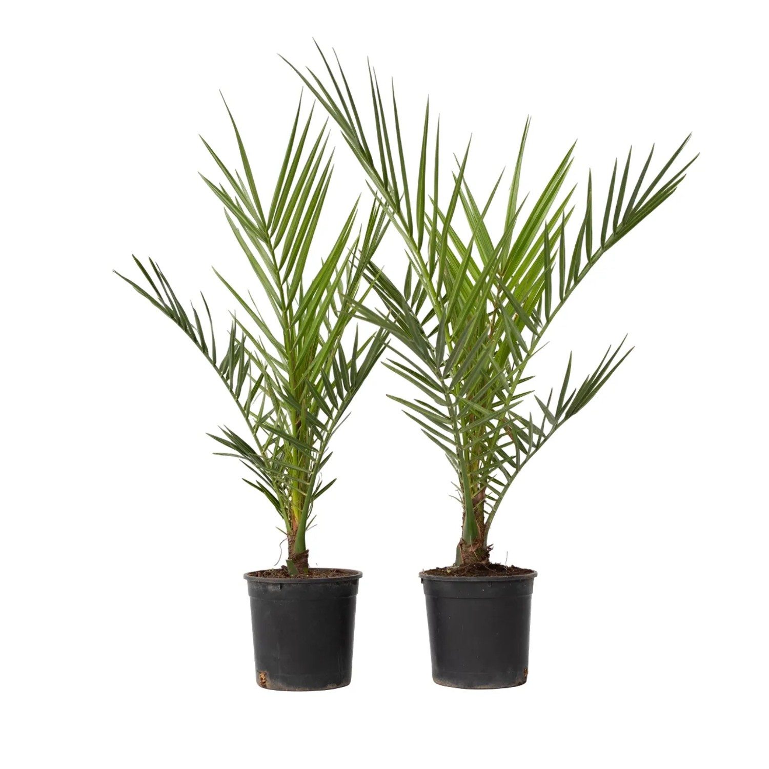 Plant In A Box Kanarische Dattelpalmen X2 Phoenix Canariensis Höhe 50cm Ø15 Grün