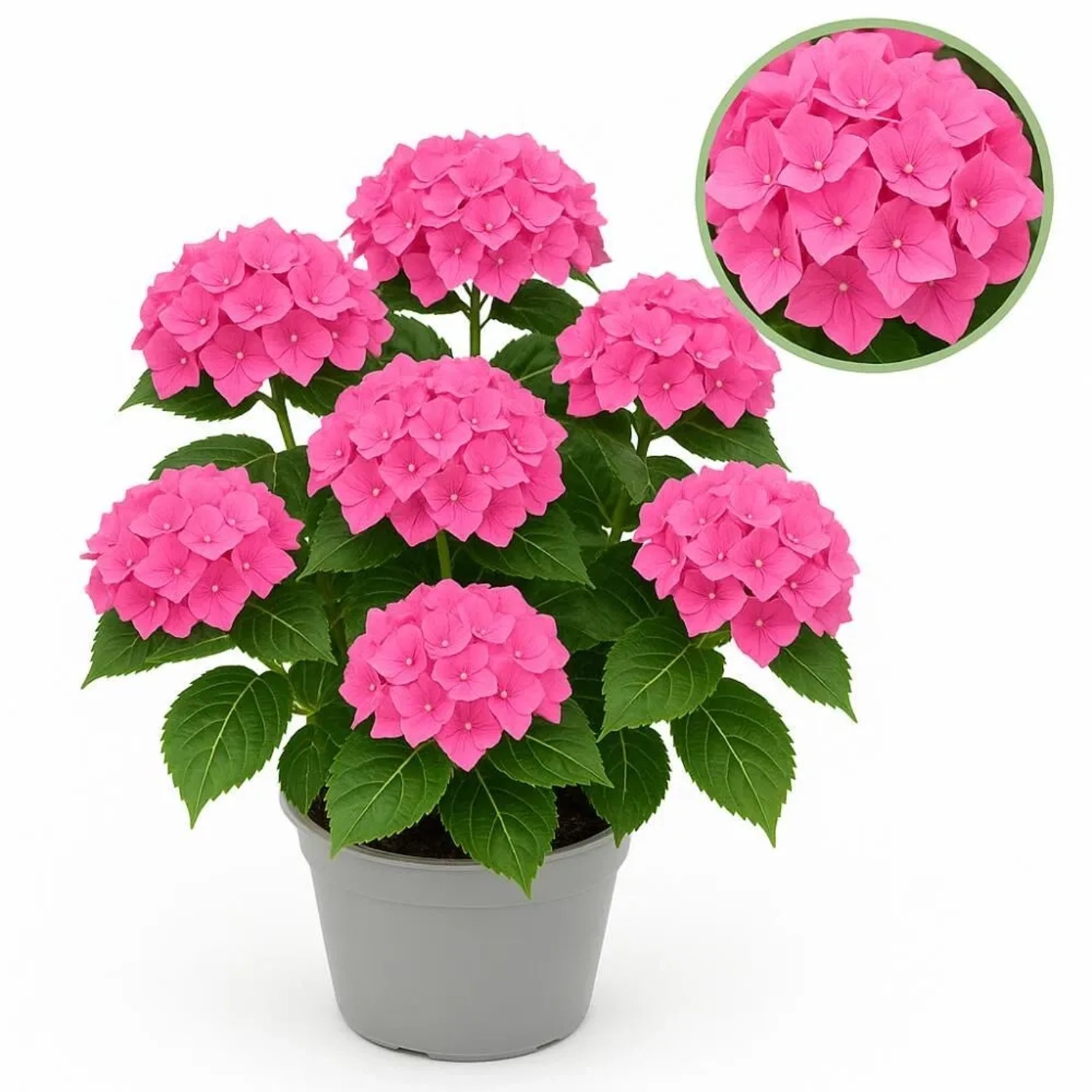 Exotenherz Hortensia Hydrangea Forever & Ever Rosa 7-12 Blühten 23cm Topf günstig online kaufen