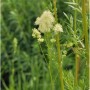 Glänzende Wiesenraute (Thalictrum lucidum) mit hellgelben, filigranen Blüten und grünen Blättern. Robuste Staude.